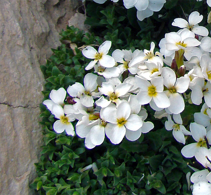 Pianta del Gran Sasso - Arabis alpina sl.